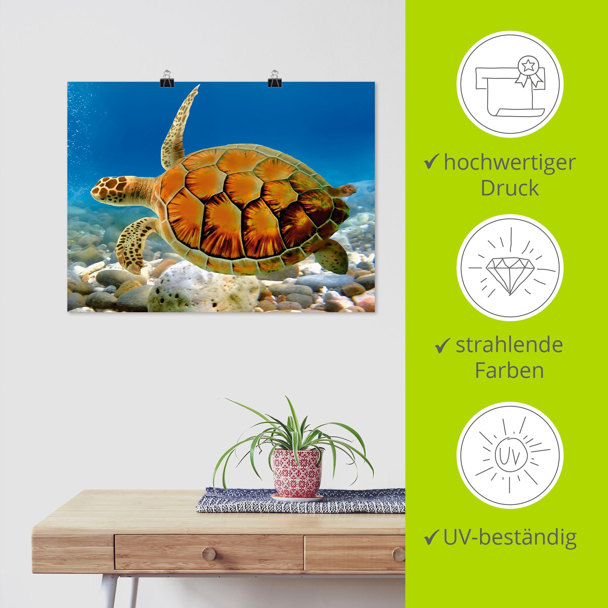 Artland Wandbild »Schildkröte«, Wassertiere, (1 St.), als Leinwandbild, Poster, Wandaufkleber in verschied. Größen