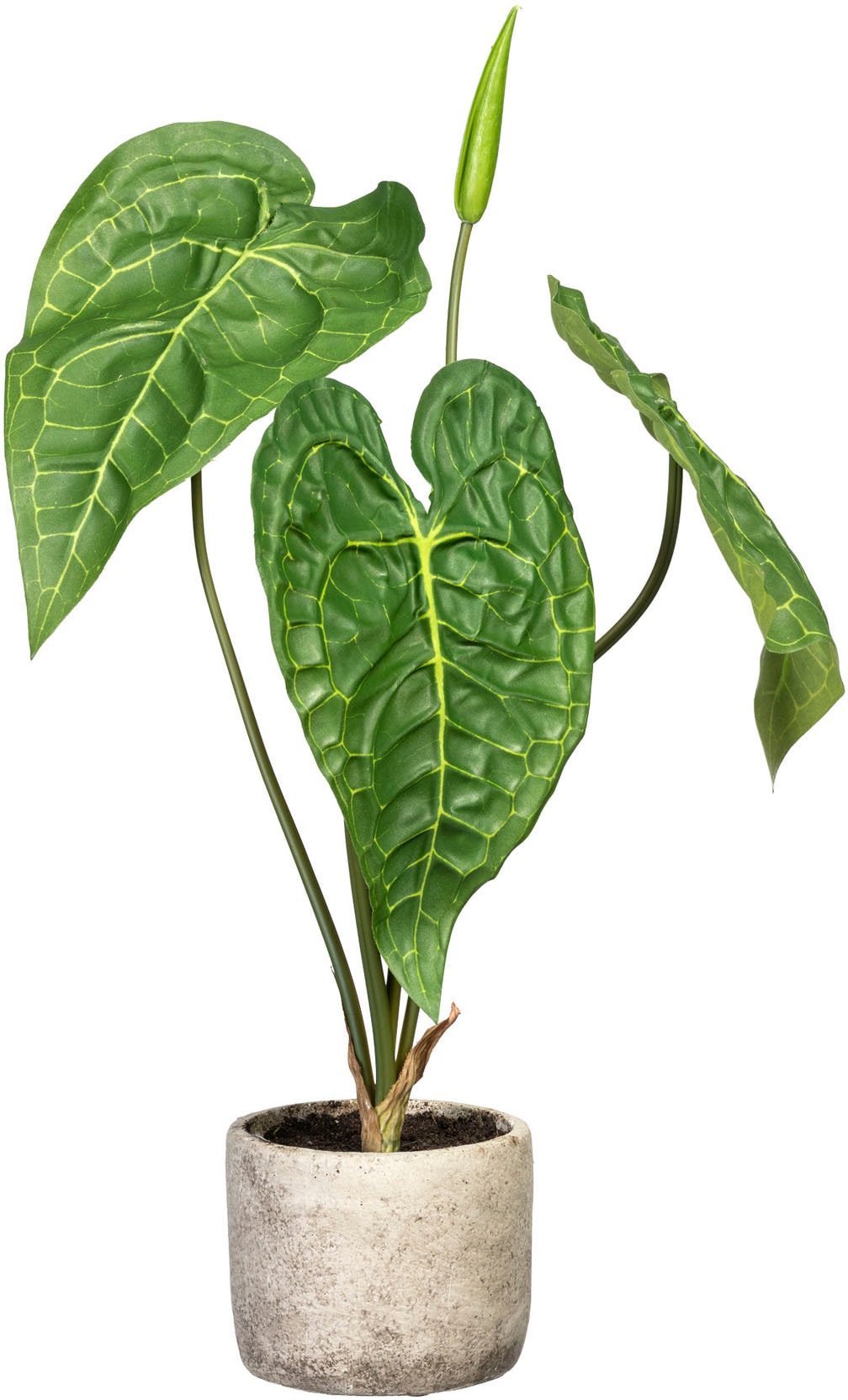 Creativ green Künstliche Zimmerpflanze im Zementtopf bequem »Anthurie«, bestellen