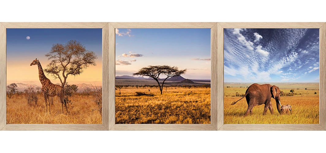 Bönninghoff Bild mit Rahmen, Giraffen Bilder-Elefanten Bilder-Afrika-Landschaft-Natur-Tiere-Wiesen & Baumbilder-Afrika-Baum-Bäume, (3 St.)