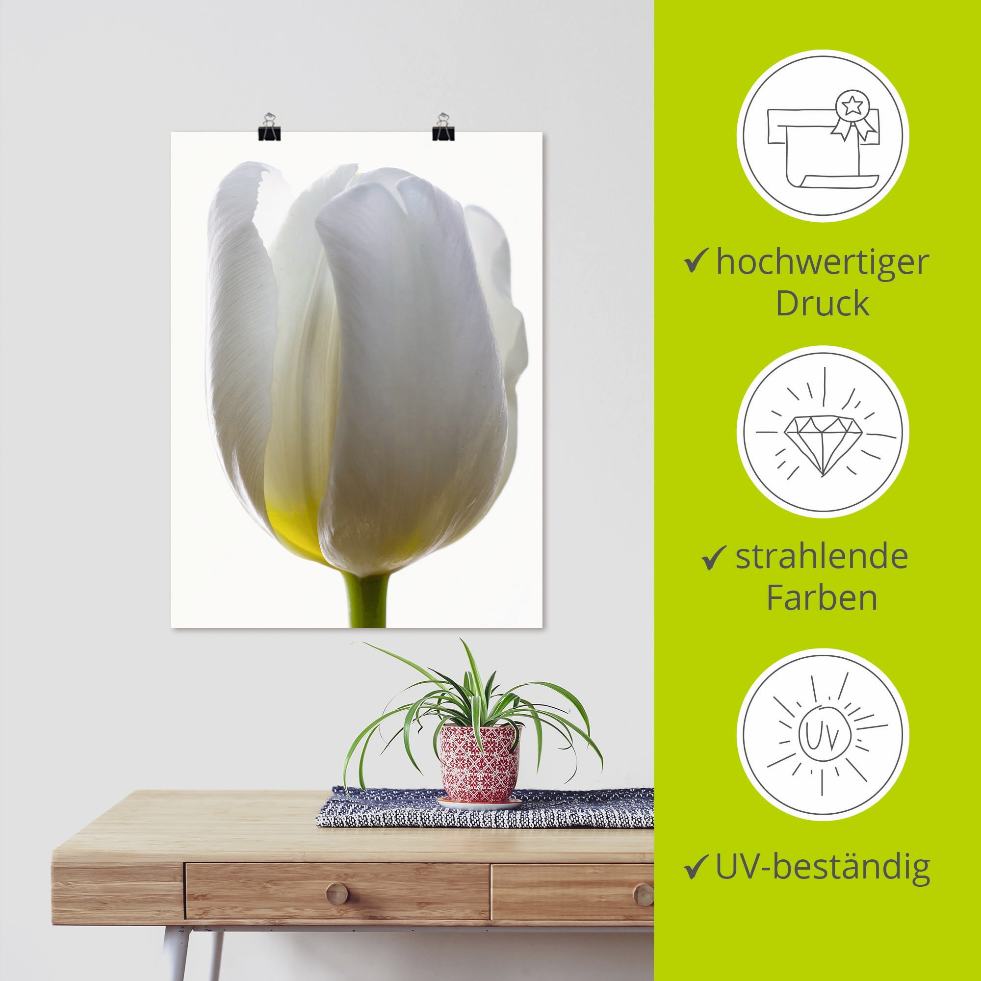 Artland Poster »Weiße Tulpe«, Blumen, (1 St.), als Alubild, Leinwandbild, Wandaufkleber oder Poster in versch. Größen