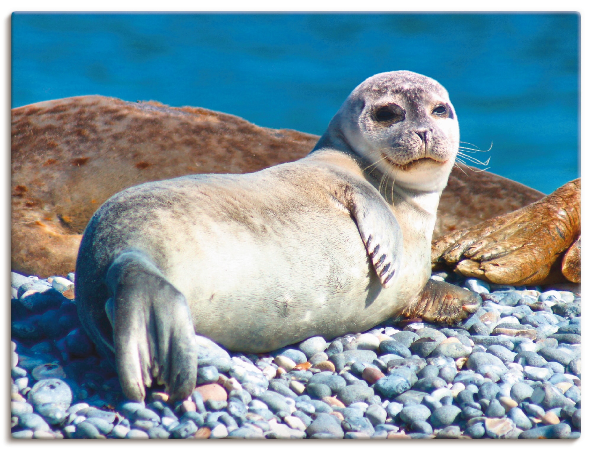 Artland Wandbild »Junger Seehund am Strand von Helgoland«, Wassertiere, (1 St.), als Alubild, Leinwandbild, Wandaufkleber oder Poster in versch. Größen