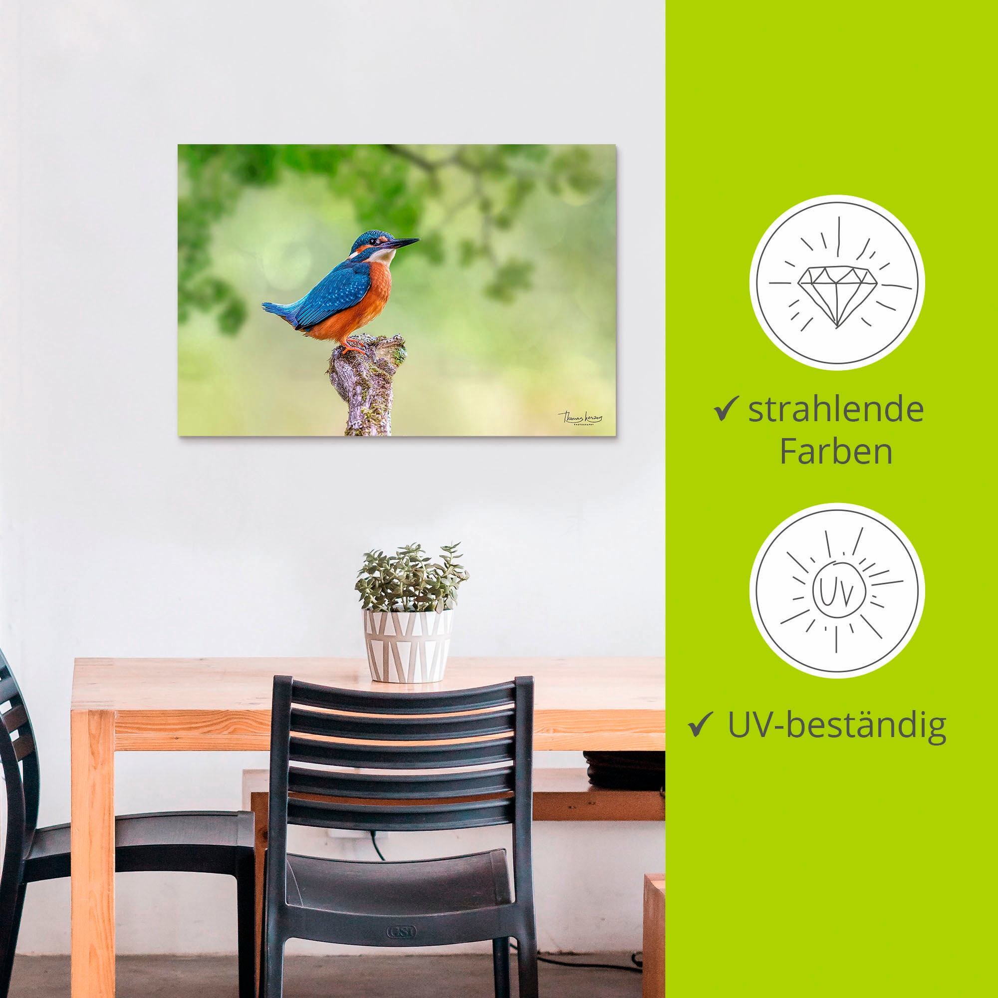 Artland Alu-Dibond-Druck »Eisvogel II« Vogelbilder 1 Stk. tlg. für Innen- und Außenbereich geeignet, Outdoorbild