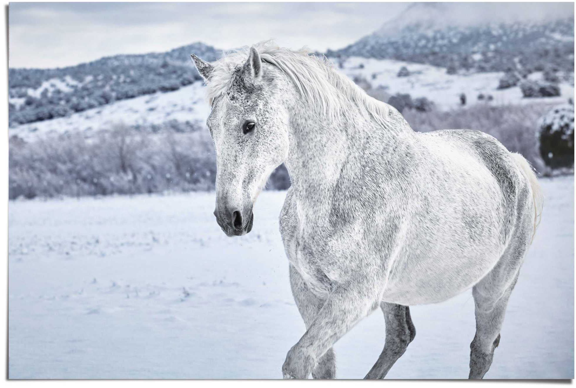 Schnee«, St.) »Pferd bequem (1 im Poster Reinders! bestellen