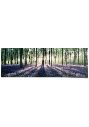 Poster »Glockenblumen im Wald«, (1 St.)