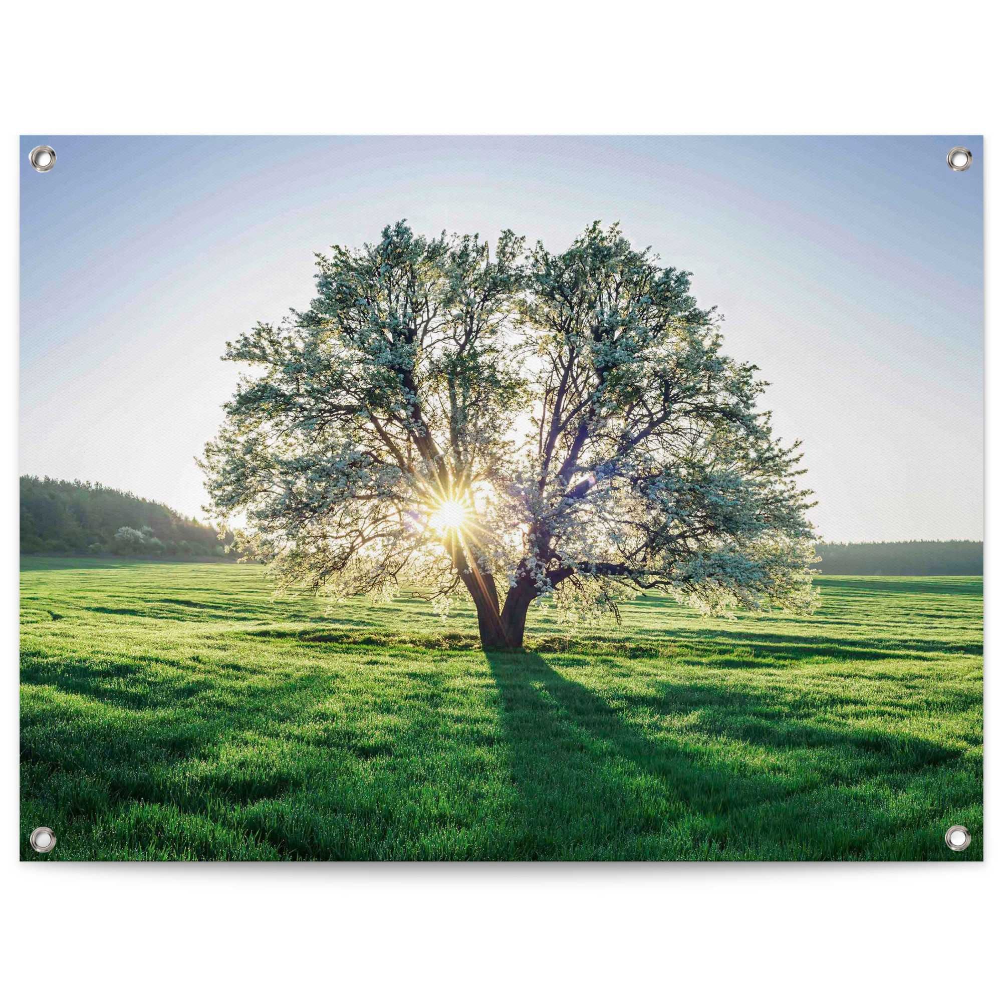Reinders! Poster »Baum in der Morgensonne«, Outdoor für Garten oder Balkon  auf Rechnung kaufen