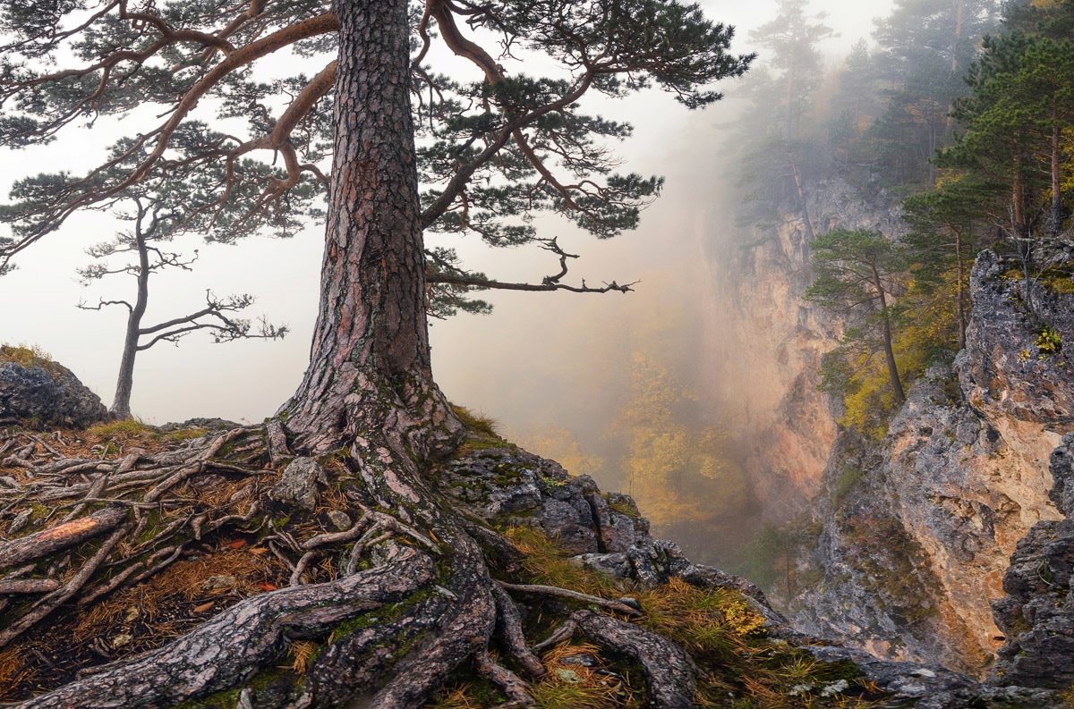 Papermoon, Fototapete »Baum an Klippe«, bunt, Vlies, B/L: 3,5 m m x 2,6 m m - Bahnen: 7 Stk. St., bunt