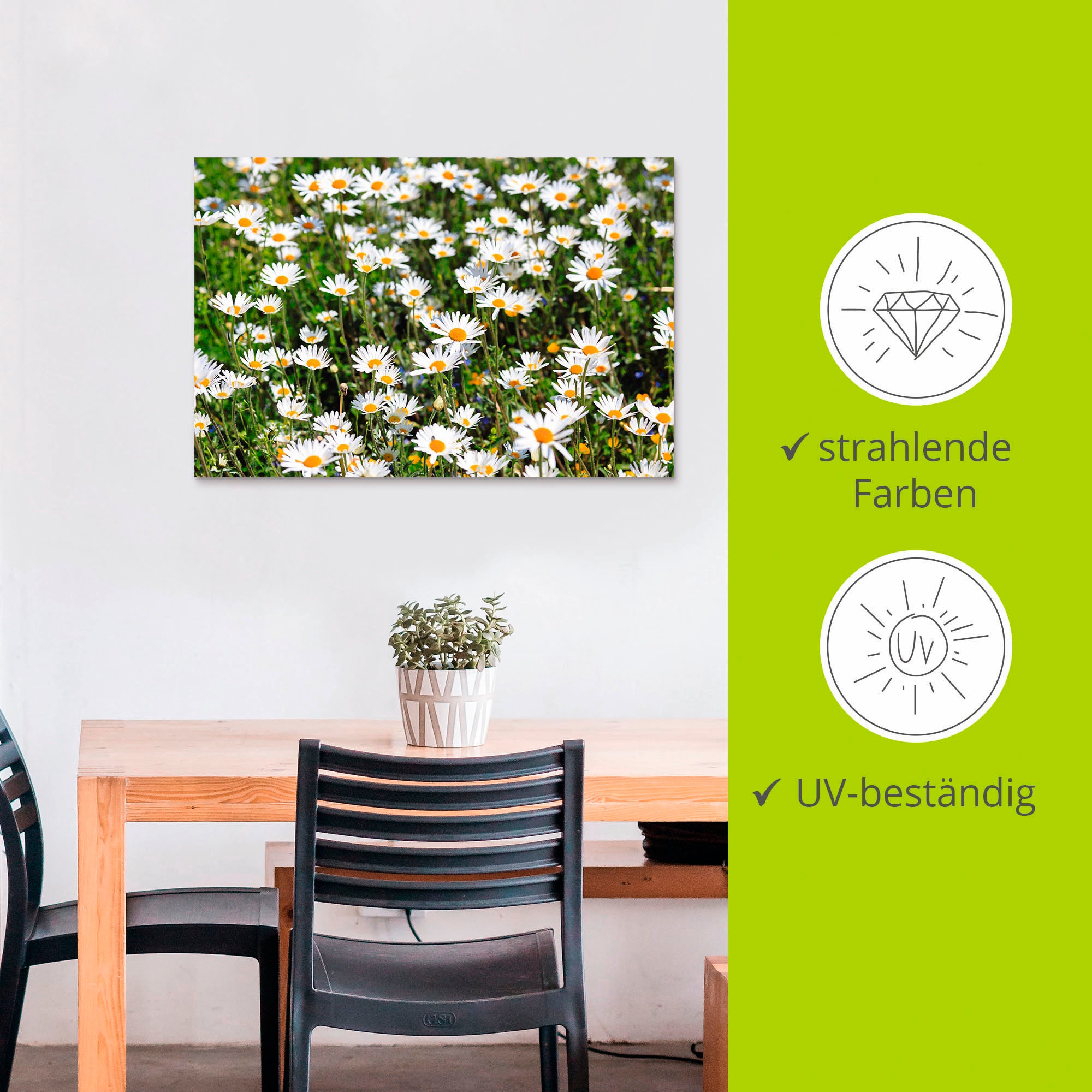 Artland Alu-Dibond-Druck »Gänseblümchen« Blumen 1 Stk. tlg. für Innen- und Außenbereich geeignet, Outdoorbild