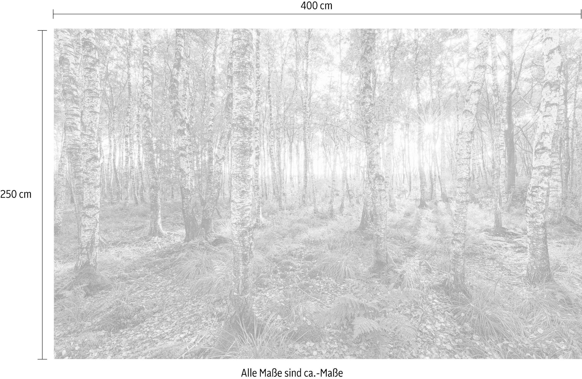 Komar Vliestapete »Digitaldruck Vlies - Birch Trees - Größe 400 x 250 cm«, bedruckt, Wohnzimmer, Schlafzimmer