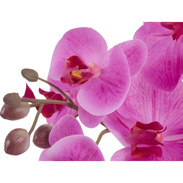 3 Kunstorchidee, mit im Garantie Jahren Kunstpflanze »Orchidee«, Leonique | XXL Topf kaufen online