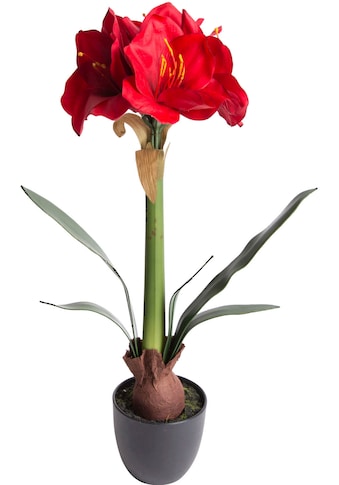 Botanic-Haus Kunstblume »Amaryllis«, (1 St.) kaufen