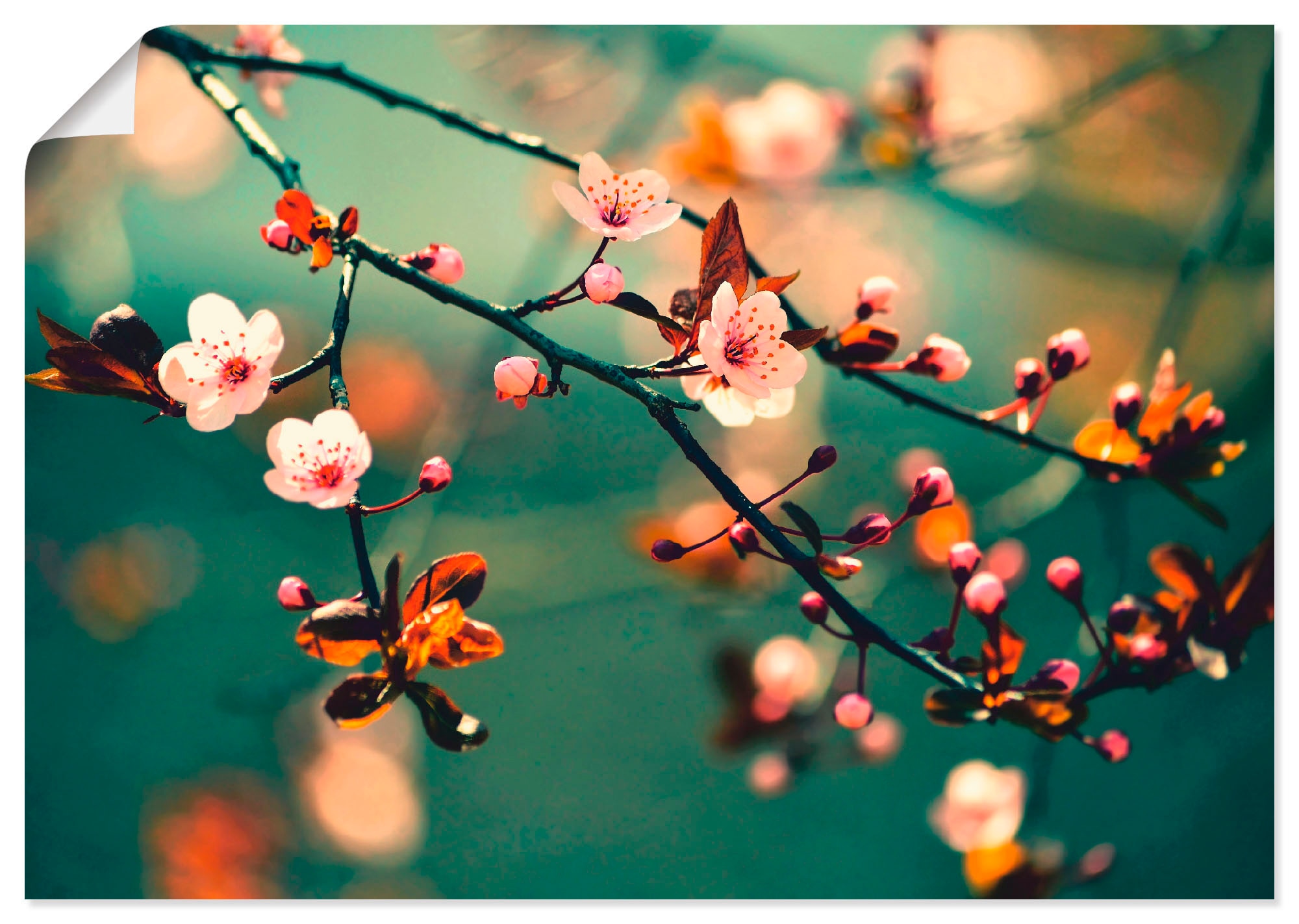(1 Wandbild als Kirsch Sakura Größen oder Artland Alubild, Blumen, bequem versch. in Wandaufkleber kaufen »Japanische Leinwandbild, St.), Poster Blumen«,