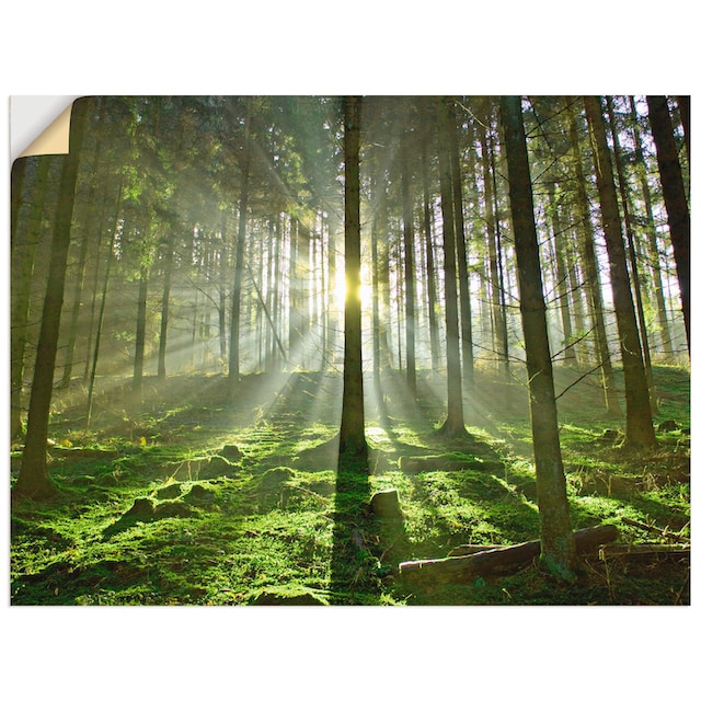 Artland Wandbild »Wald im Gegenlicht«, Wald, (1 St.), als Alubild,  Leinwandbild, Wandaufkleber oder Poster in versch. Größen auf Raten  bestellen