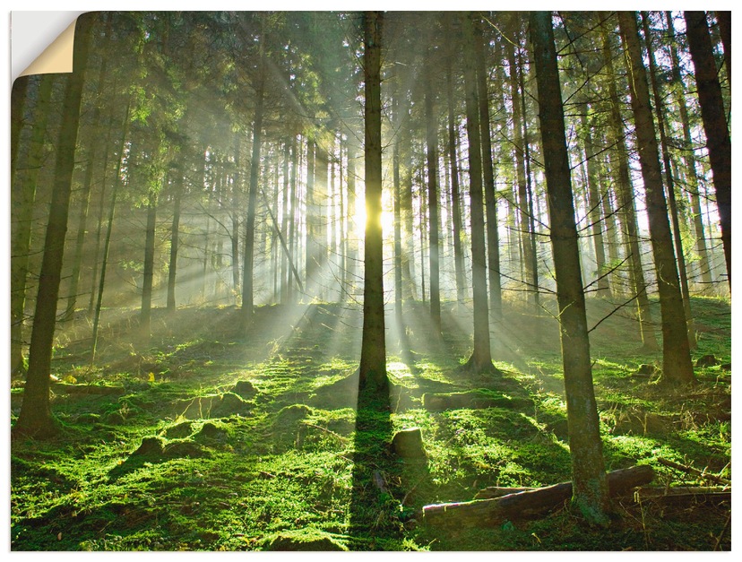 Artland Wandbild »Wald mit Bach«, Größen als kaufen Leinwandbild, oder Wandaufkleber bequem versch. in St.), Poster Wald, Alubild, (1