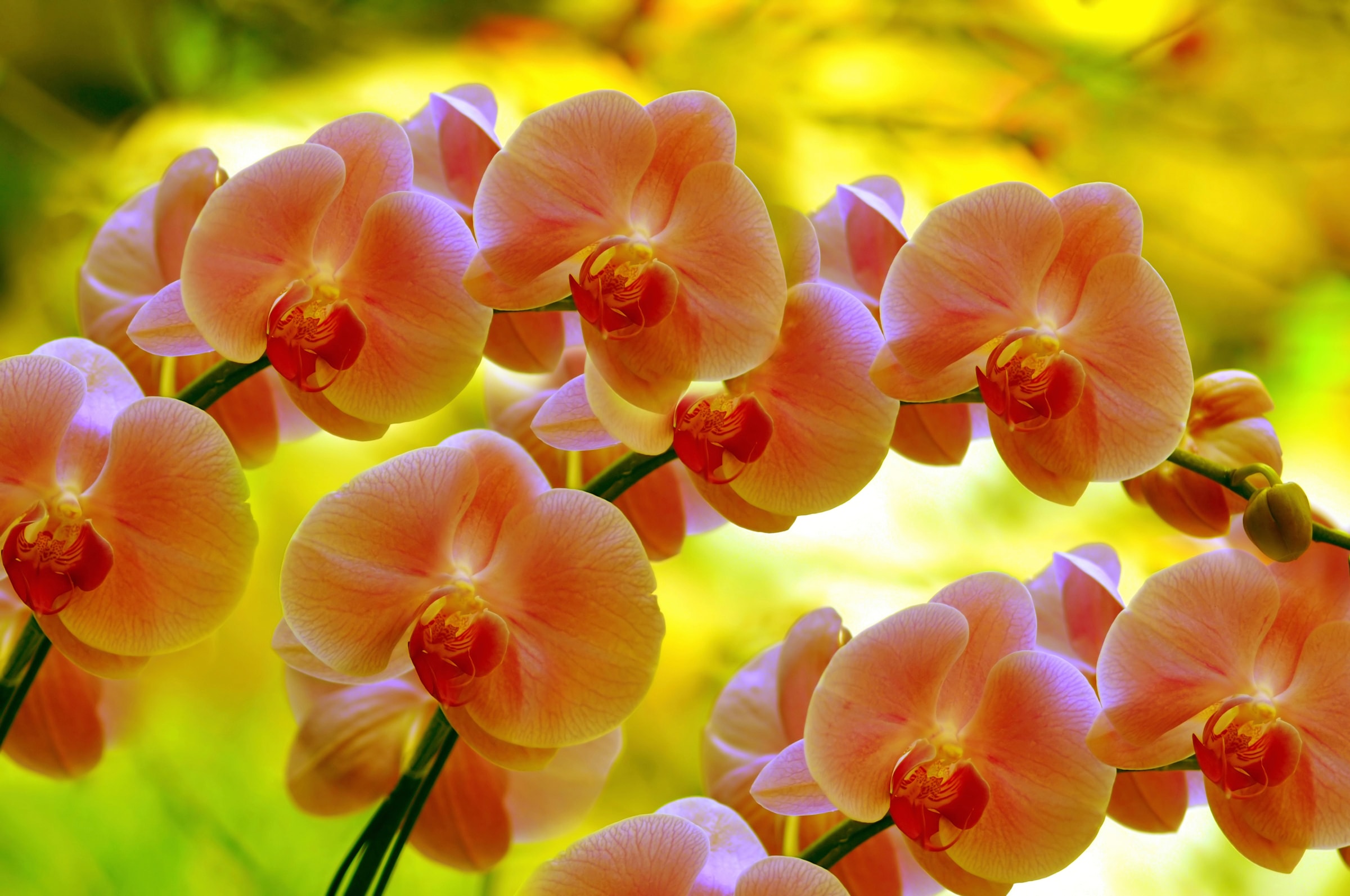 Papermoon, Fototapete »ORCHIDEEN-BLUME PFLANZE BLÜTE MAKRO NATUR MUSTER DEKOR«, bunt, Vlies, B/L: 3,5 m m x 2,6 m m - Bahnen: 7 Stk. St., bunt