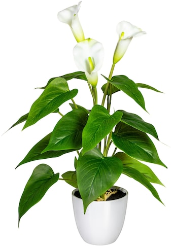 DELAVITA Kunstpflanze »Lesum«, (1 St.), im Topf kaufen