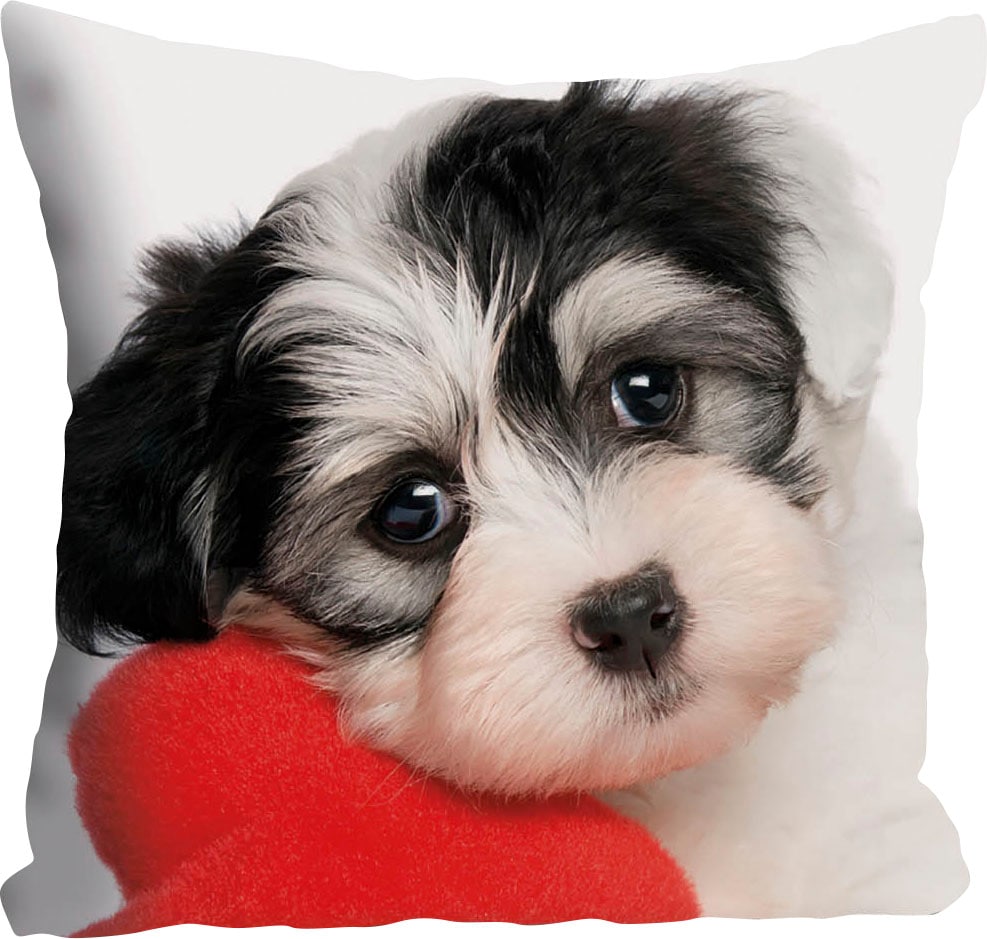 queence Dekokissen »Vanessa«, Kissenhülle,süßer kleiner Hund,Niedlich,Tiermotiv,Charmant,Freundlich