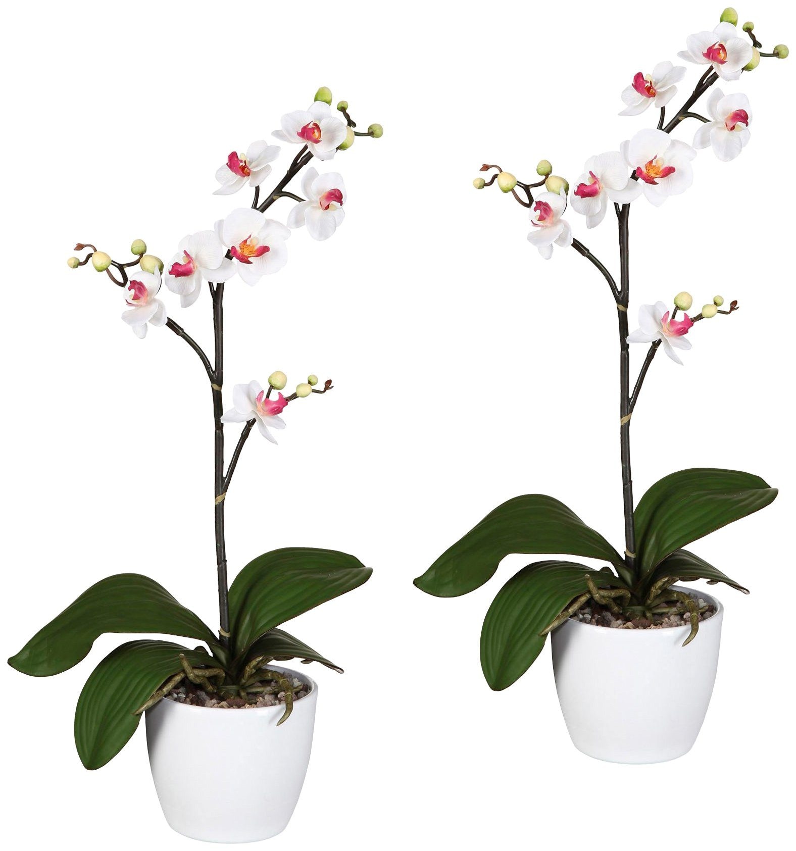 Creativ green Kunstpflanze »Orchidee Phalaenopsis« im Keramiktopf