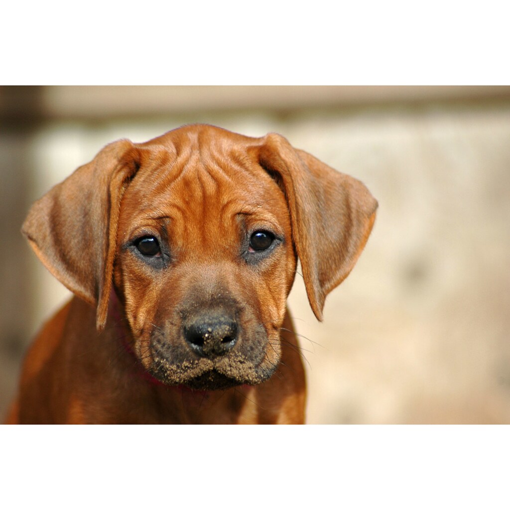 Papermoon Fototapete »Rhodesian Ridgeback Welpe«