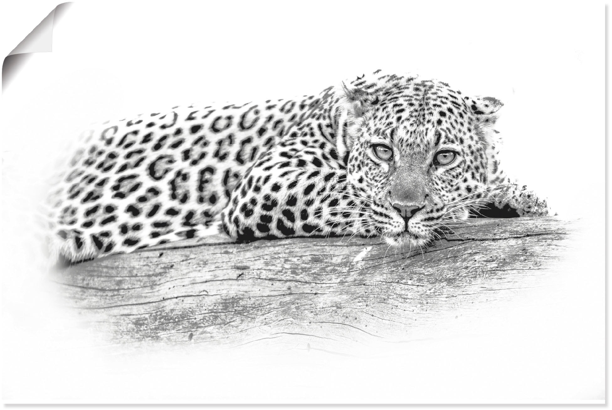 Artland Wandbild oder in St.), Wandaufkleber versch. Key Raten Alubild, kaufen »Leopard Poster als Leinwandbild, High auf Größen Wildtiere, Optik«, (1