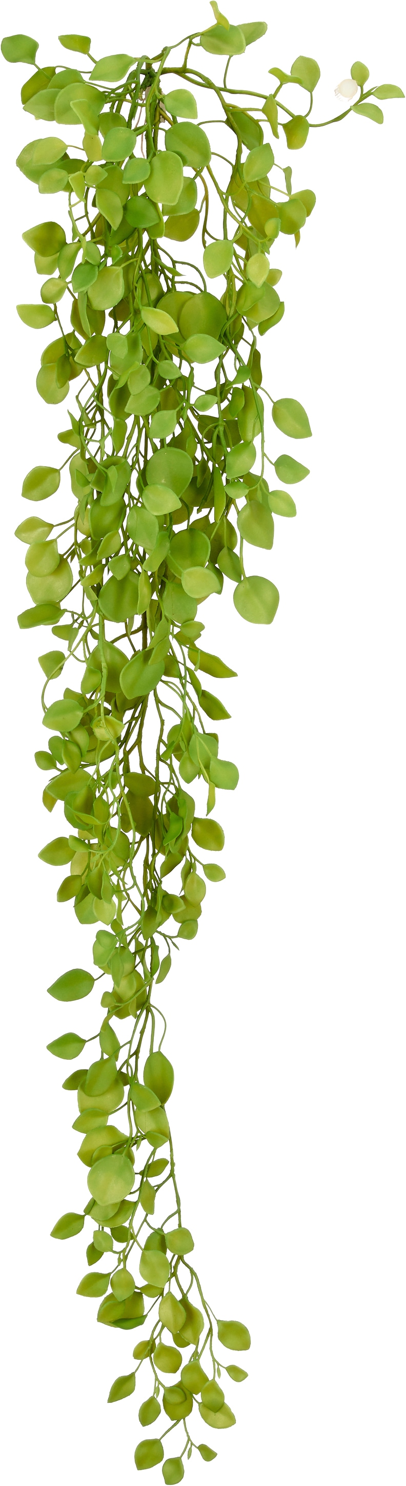 Creativ green Kunstranke »Dischidiahänger« mit schönem Blattwerk
