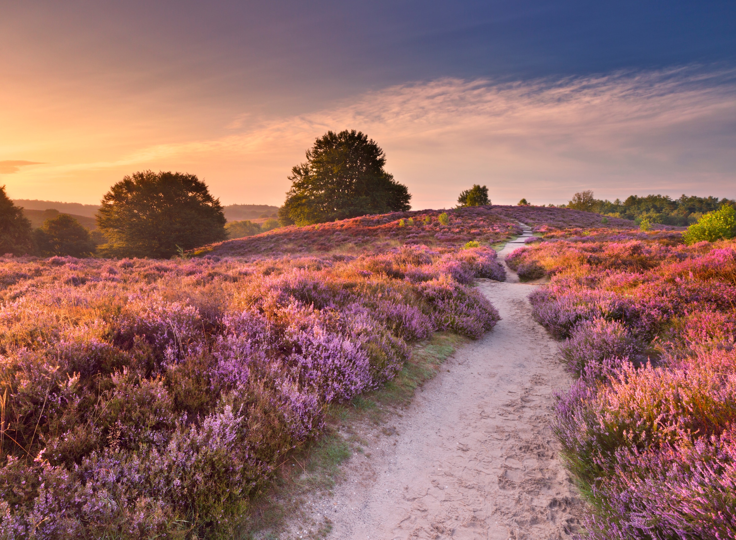 Papermoon Fototapete »Blooming Heather at Sunrise«
