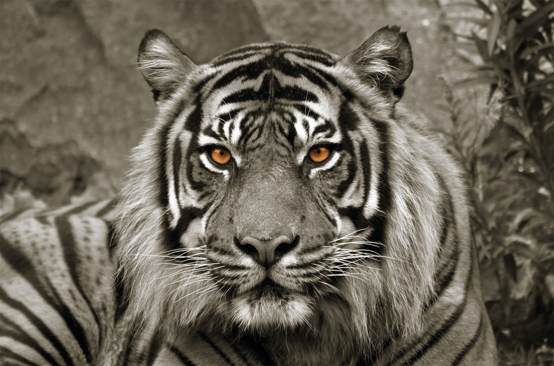 Leinwandbild Bönninghoff kaufen »Tiger«, bequem St.) (1