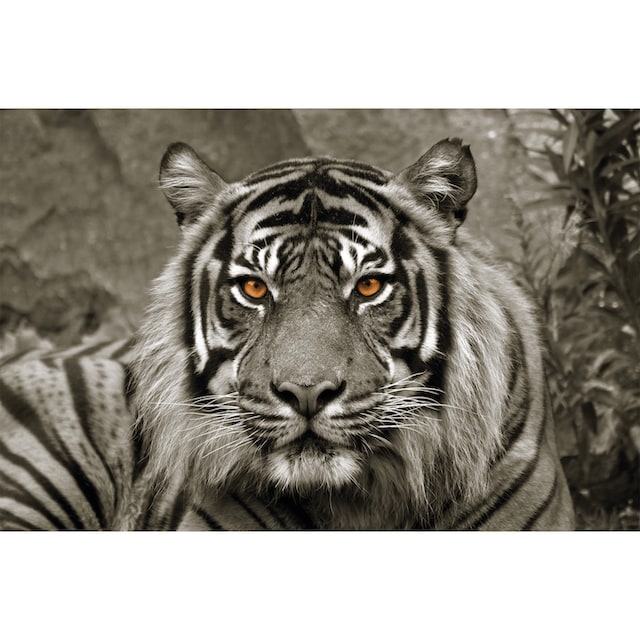 Bönninghoff Leinwandbild »Tiger«, (1 St.) bequem kaufen