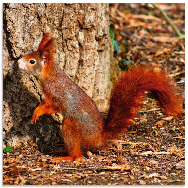 Artland Glasbild »Rotes Eichhörnchen will hoch hinaus«, Wildtiere, (1 St.),  in verschiedenen Größen bequem bestellen