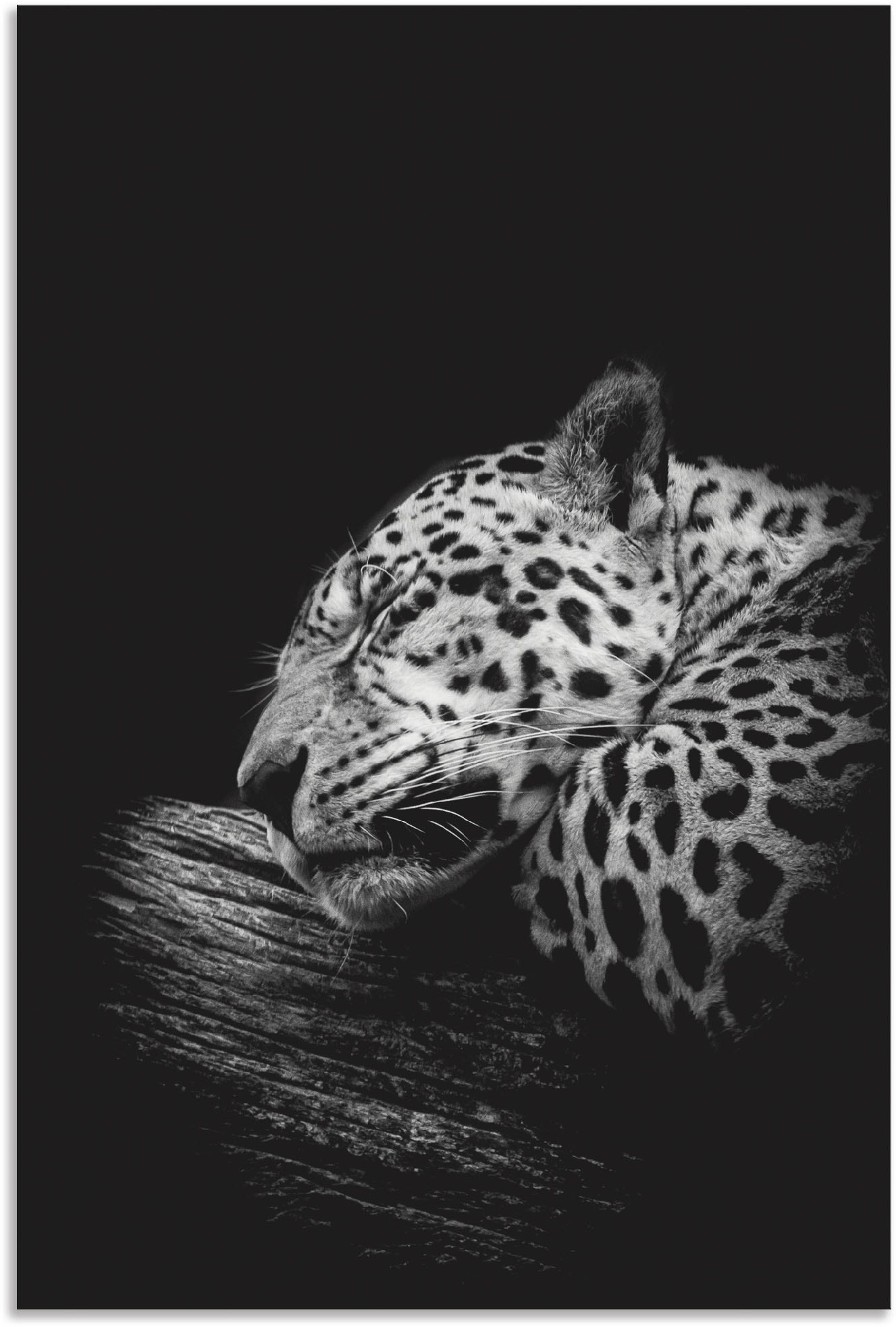 Wandbild »Der schlafende Jaguar«, Wildtiere, (1 St.), als Alubild, Outdoorbild,...