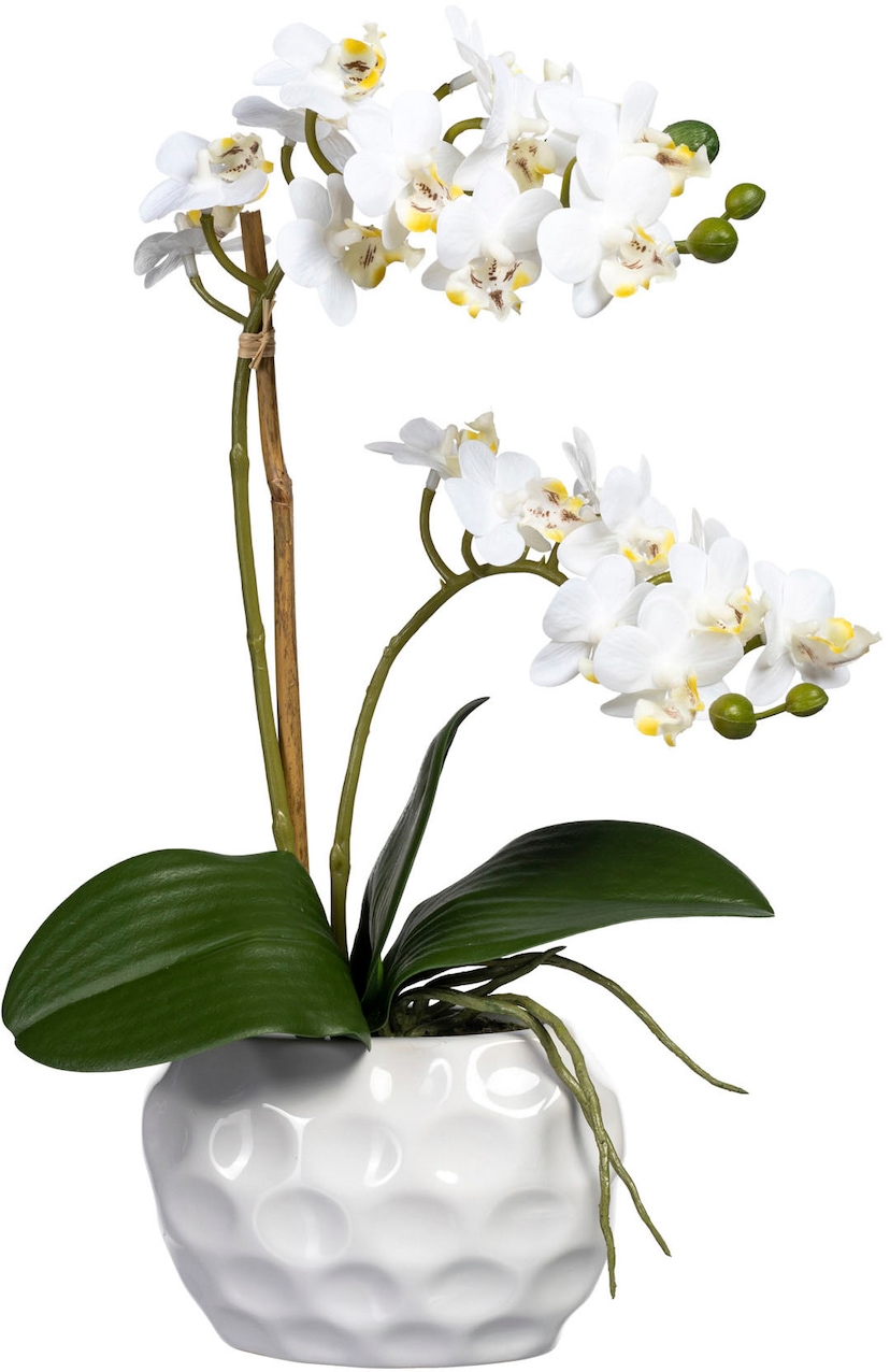 Creativ green Kunstorchidee »Phalaenopsis«, im Keramiktopf auf Raten  bestellen