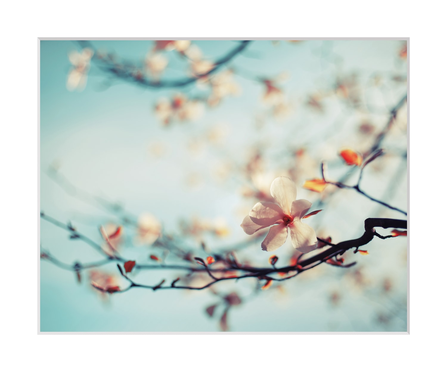 queence Bild »Roxy«, Blumen, gerahmt, Rosen