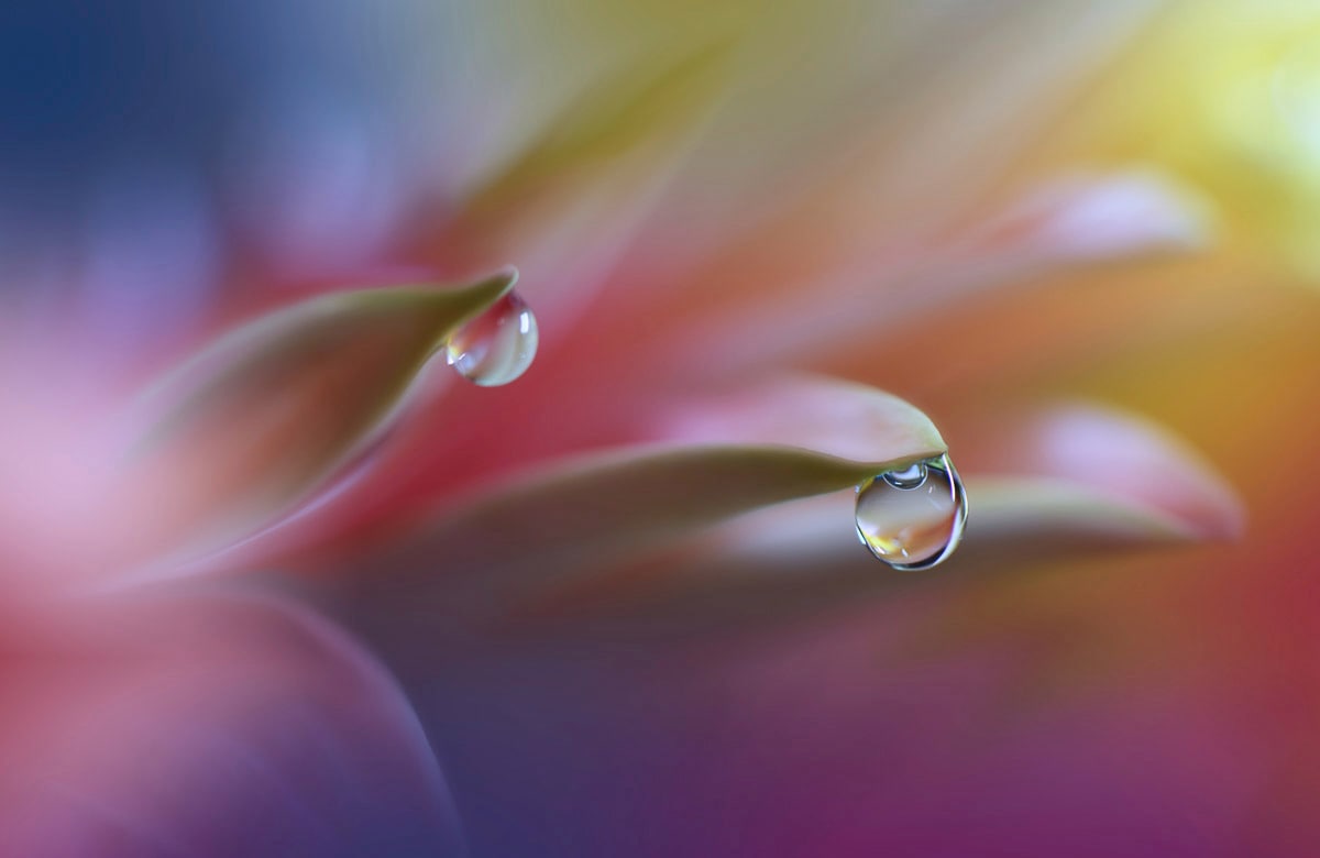 Papermoon, Fototapete »Zen Wassertropfen mit Blume Makro«, bunt, Vlies, B/L: 3 m x 2,23 m - Bahnen: 6 Stk., bunt
