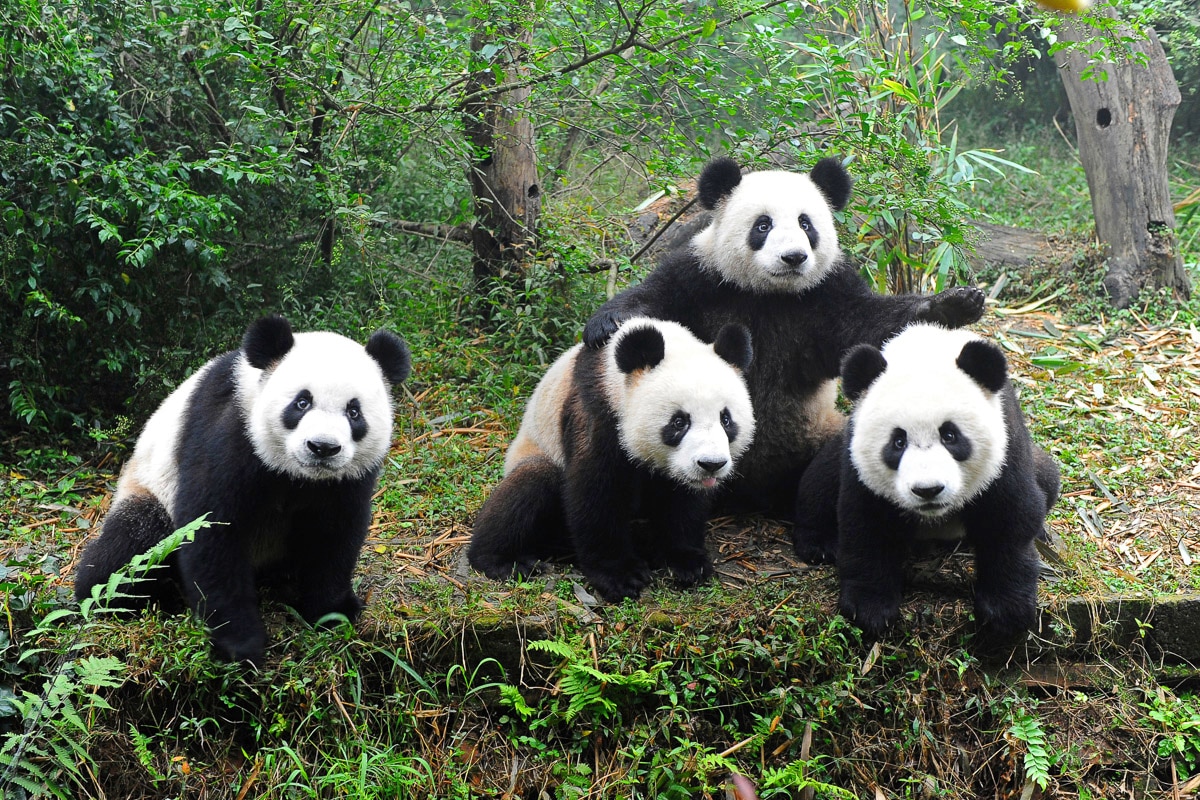 Papermoon Fototapete »GROßER PANDA BÄR-TIERE CHINA WALD LANDSCHAFT BÄUME«