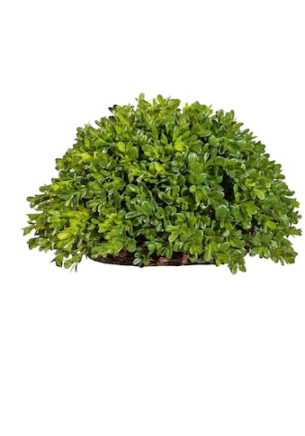 Creativ green Kunstpflanze »Buchsbaum Halbkugel«, (1 St.) kaufen