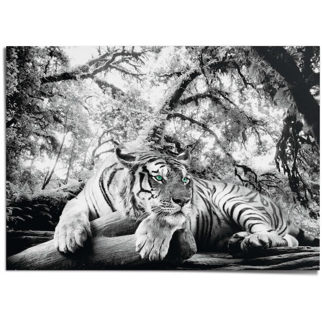 Reinders! Poster »Tiger« bequem kaufen