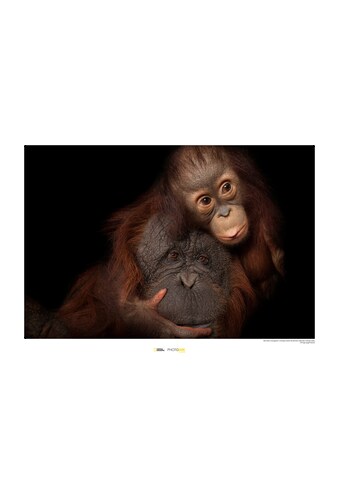 Komar Poster »Bornean Orangutan«, Tiere, Höhe: 40cm kaufen