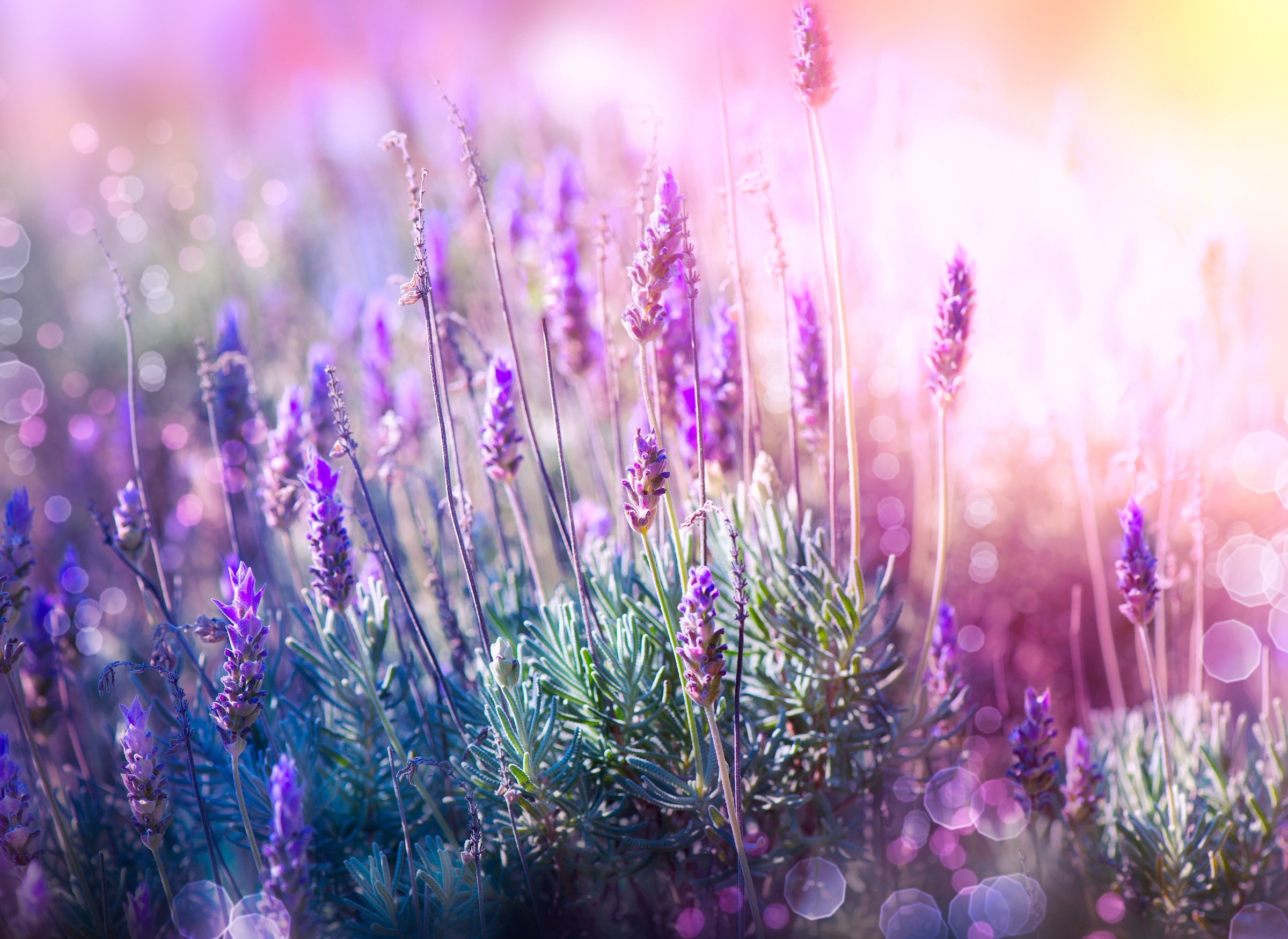 Papermoon Fototapete »Lavender Field«