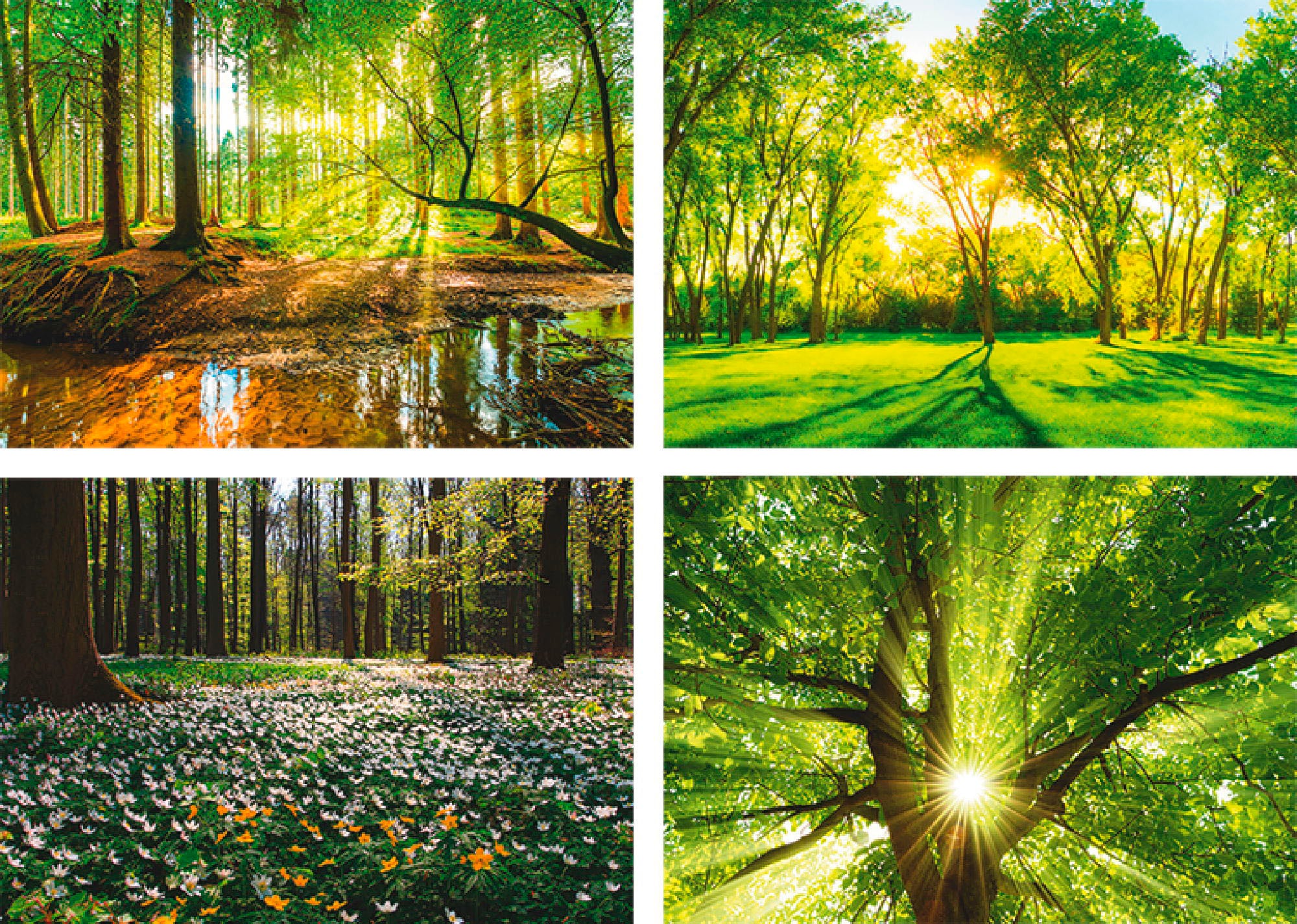 Wandposter Poster, Baum«, Frühling Artland bestellen Bach Bild, Windrosen Poster Wandbild, St.), bequem (4 »Wald Wald, Sonne