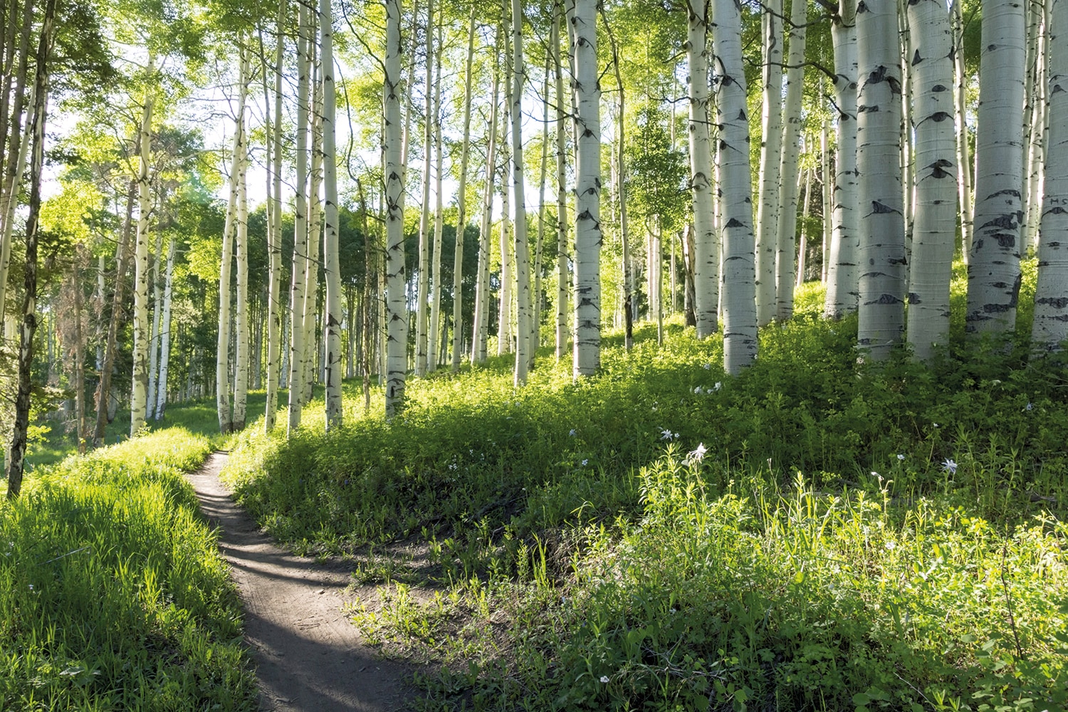 Fototapete »Birch Hiking Trail«