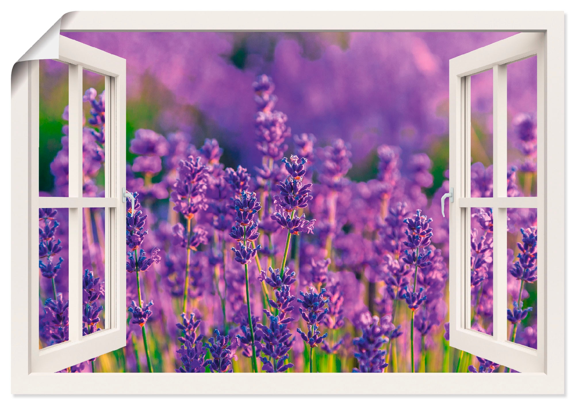 in Rechnung St.), Poster in Artland als »Fensterblick Tihany«, versch. Leinwandbild, auf oder Blumenwiese, bestellen Lavendelfeld (1 Alubild, Größen Wandaufkleber Wandbild