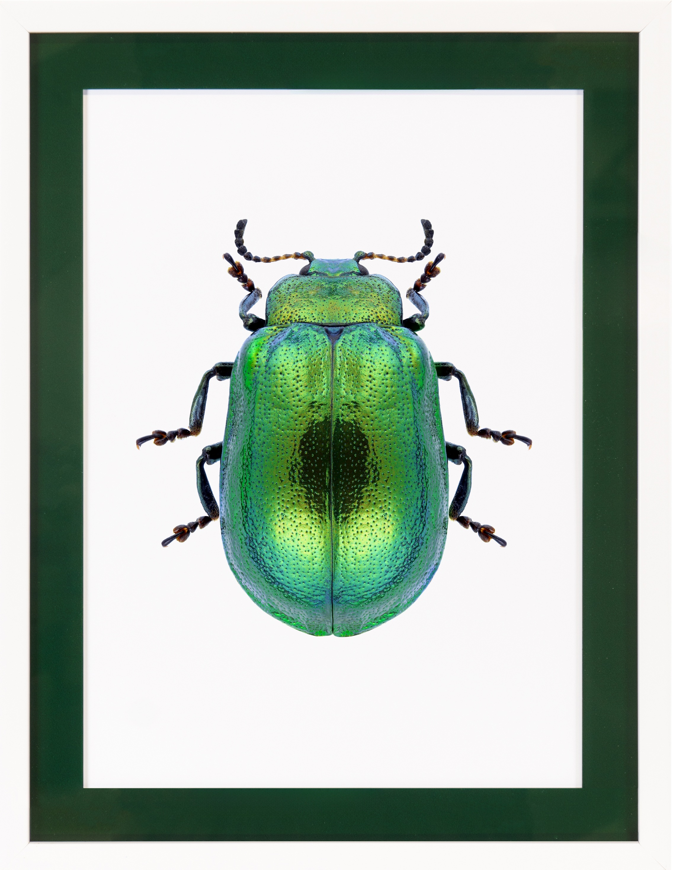 queence Bild mit Rahmen »Käfer, glitzer, goldfarben«, Insekten, (1 St.), Poster mit buntem Acrylglas Passepartout