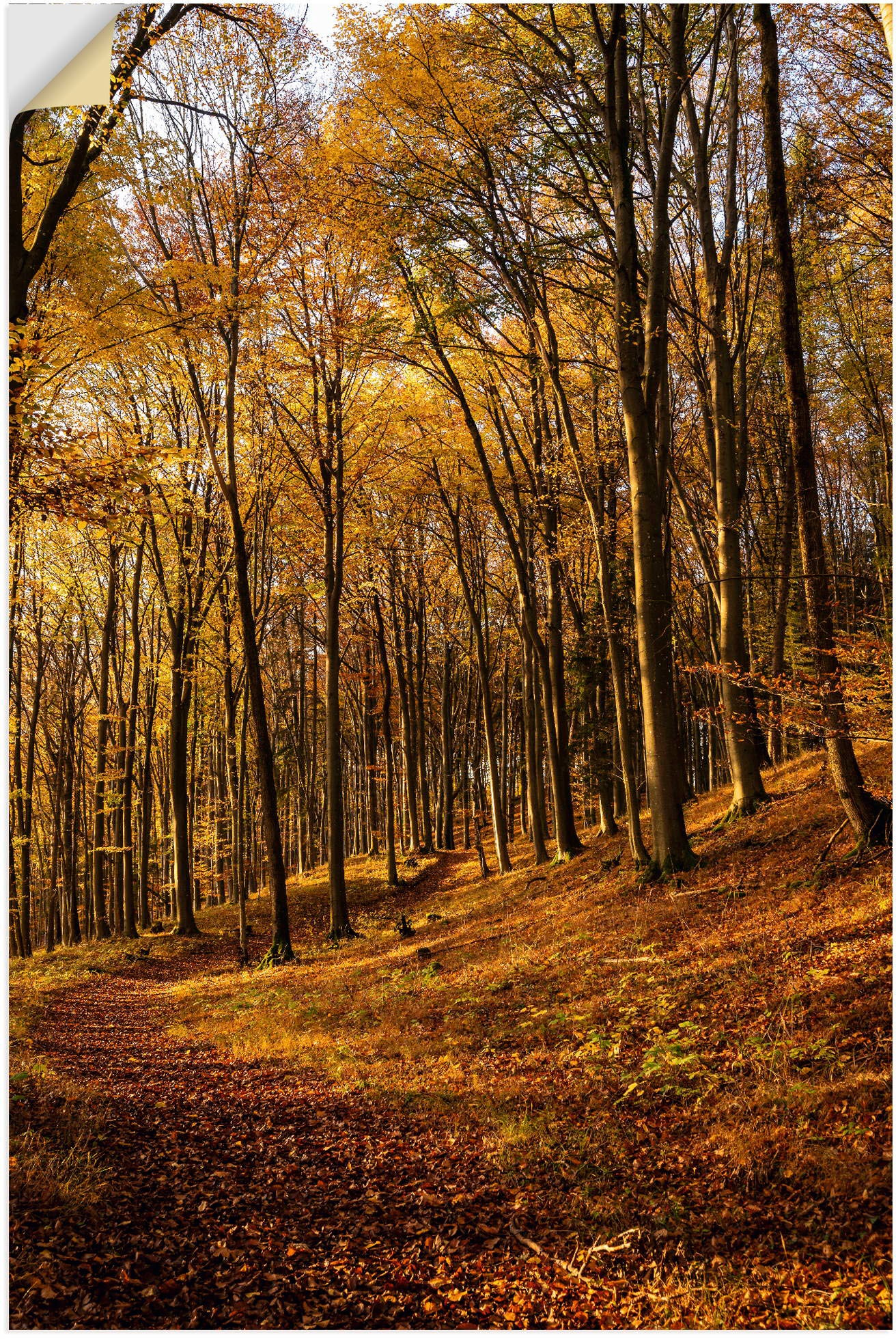 oder »Schöne Wandaufkleber St.), Raten Artland Leinwandbild, (1 bei Größen Alubild, bestellen Waldbilder, Poster versch. als Herbstfarben auf Sonnenuntergang«, Wandbild in