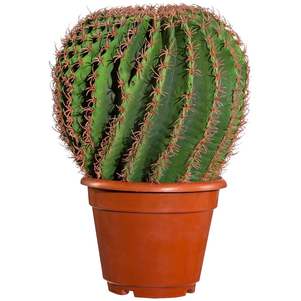 Creativ green Kunstpflanze »Kaktus Echino«