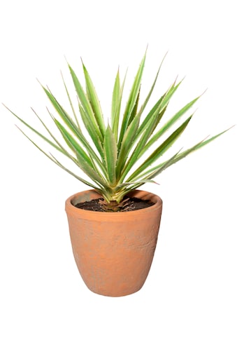 Künstliche Zimmerpflanze »Yucca im Terracottatopf«