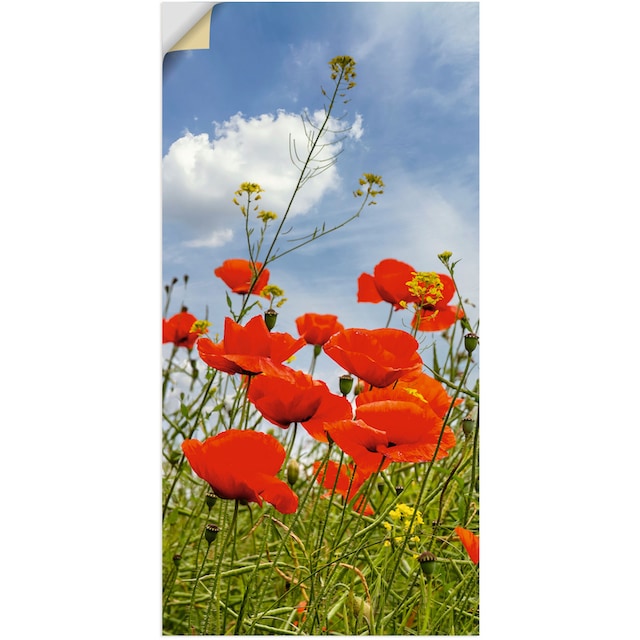 Artland Wandbild »Mohnblumen im Panorama«, Blumenbilder, (1 St.), als  Alubild, Outdoorbild, Wandaufkleber in verschied. Größen auf Raten kaufen