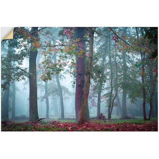 Artland Wandbild »Nebel im Wald«, Waldbilder, (1 St.), als Alubild,  Outdoorbild, Poster, Wandaufkleber in verschied. Größen bequem bestellen