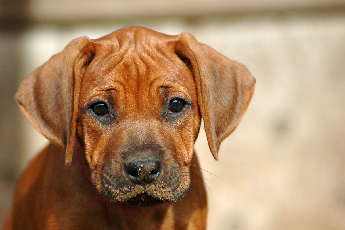 Papermoon Fototapete »Rhodesian Ridgeback Welpe«, Vliestapete, hochwertiger Digitaldruck kaufen
