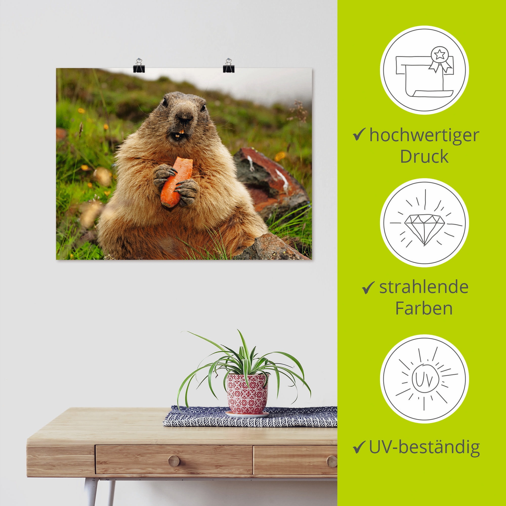 Artland Wandbild »Murmeltier«, Wildtiere, (1 St.), als Leinwandbild, Poster in verschied. Größen