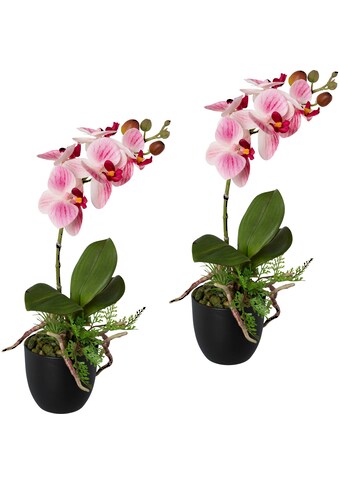 Creativ green Kunstorchidee »Phalaenopsis«, (2 St.), 2er Set, im Kunststofftopf kaufen