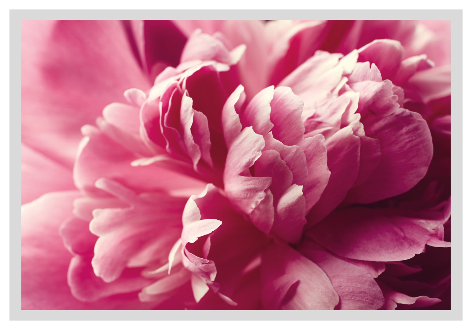 queence Bild »Andreas« Blumen | Blumenbilder | Foto | Kunst | Pflanzenbilder Rosen, gerahmt